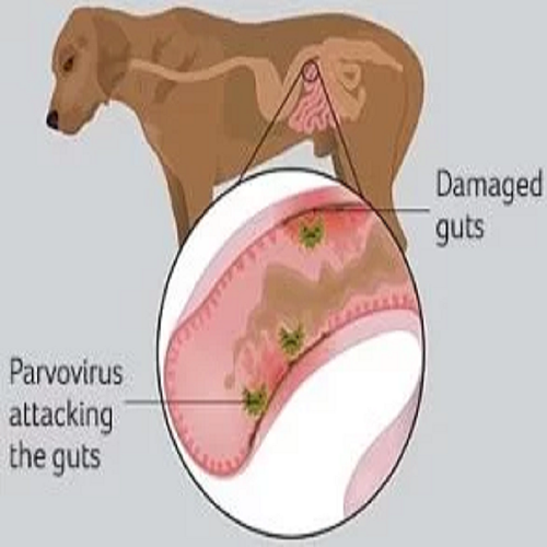 Sơ đồ ruột chó bị tổn thương do Parvovirus tấn công.
