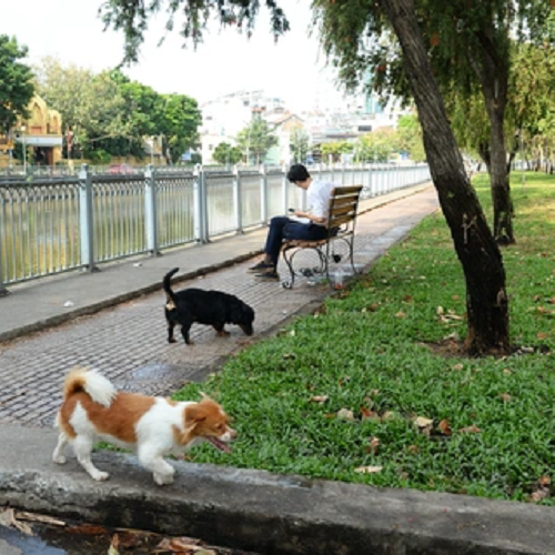 Hai chú chó đi dạo trên vỉa hè dọc bờ sông.