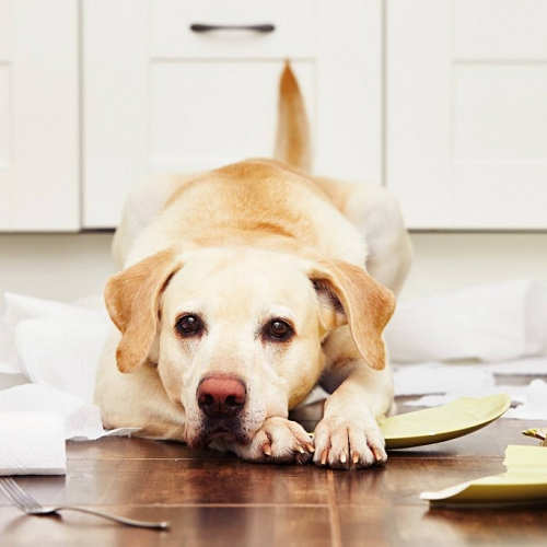 Chó Labrador nằm buồn bã giữa giấy vệ sinh xé và mảnh vỡ đĩa.