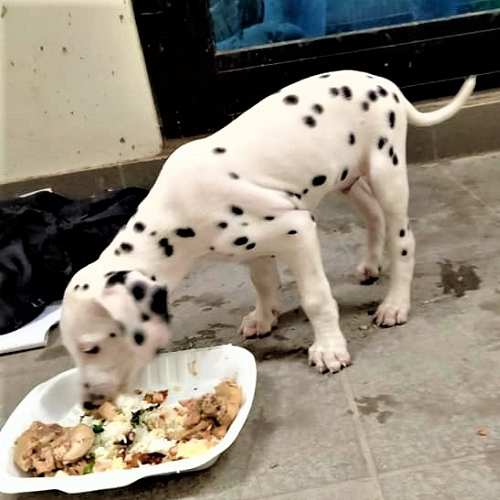 Chó Dalmatian con ăn thức ăn từ hộp xốp.