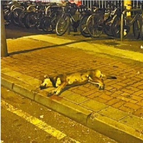 Chó nằm yếu ớt trên vỉa hè vào ban đêm.