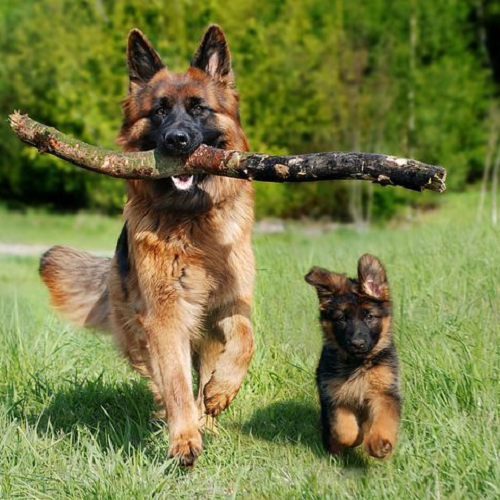 Chó Becgie trưởng thành và chó con chạy nhảy, ngậm cành cây trong công viên xanh mát.