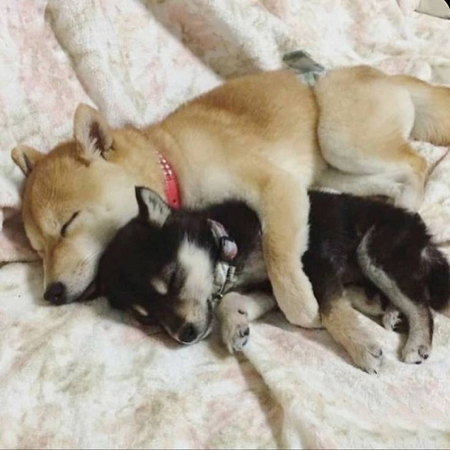 Hai chú chó ngủ ngoan trong vòng tay nhau trên chăn êm