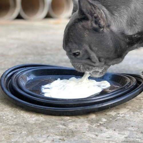 Chó bulldog Pháp đang uống sữa đặc từ đĩa nhựa đen.