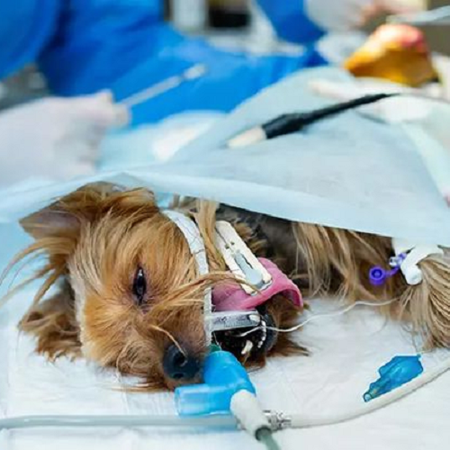 Chó đang điều trị Parvo tại phòng bệnh với thiết bị y tế hỗ trợ.