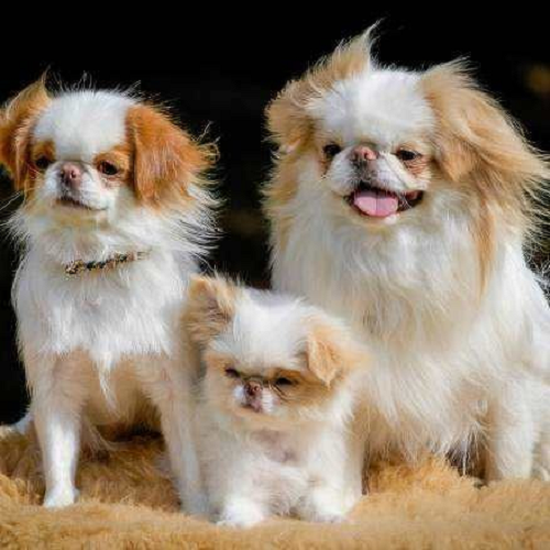 Ba chú chó Japanese Chin lông trắng nâu, lông dài xù, ngoại hình nhỏ nhắn, đáng yêu.