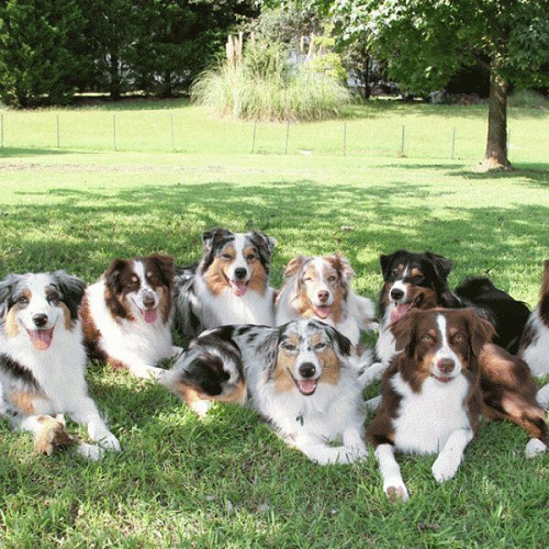 Những chú chó Collie thư giãn tại nông trại