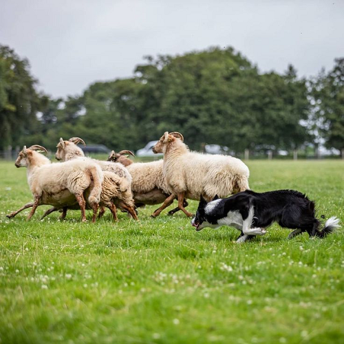Chó chăn cừu Border Collie đang lùa đàn cừu trên đồng cỏ xanh.