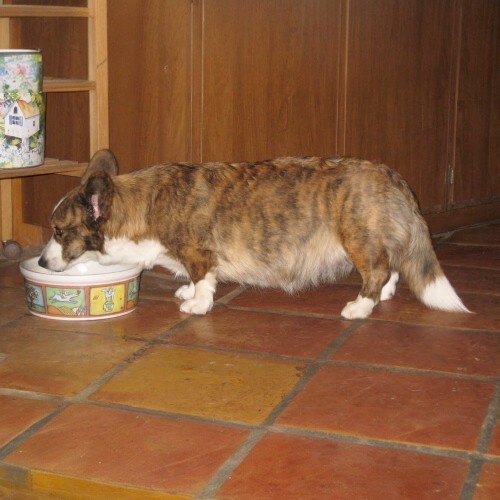 Chó Corgi mẹ đang ăn trong bát, lông màu vện, trong không gian nhà bếp.