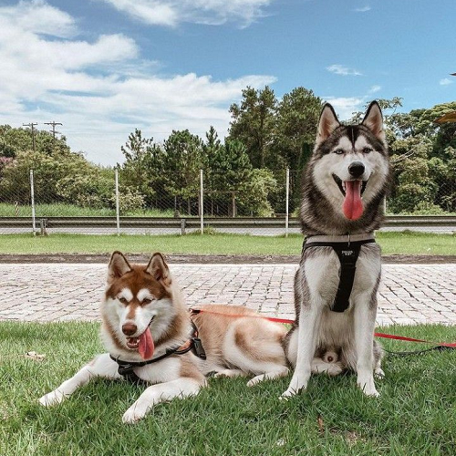 Hai chú chó Husky trưởng thành đang đi dạo, một nằm và một ngồi trên bãi cỏ, lưỡi thè ra, trông khỏe mạnh và năng động.