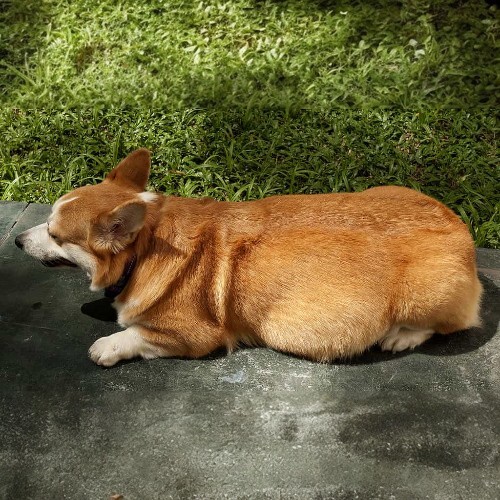 Chó Corgi mang thai đang nằm nghỉ ngơi ngoài sân
