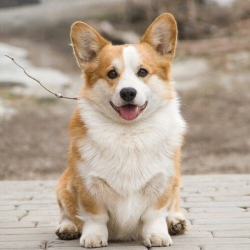 Chó Corgi đực trưởng thành ngồi ngoan trên nền gạch