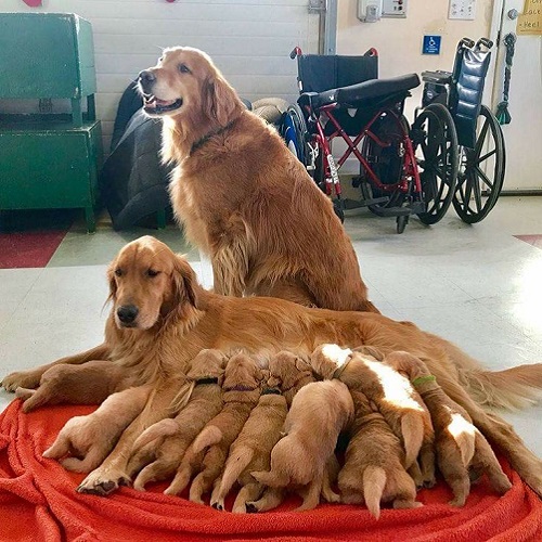 Chó Golden Retriever mẹ cho đàn con bú trong nhà