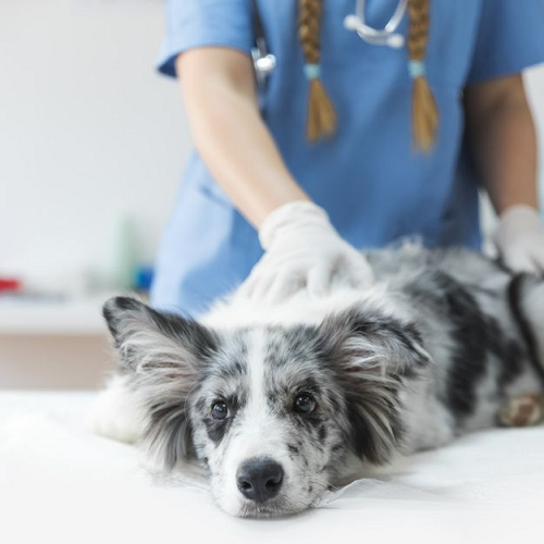 Chó Border Collie hoặc Australian Shepherd được bác sĩ thú y kiểm tra tại phòng khám.