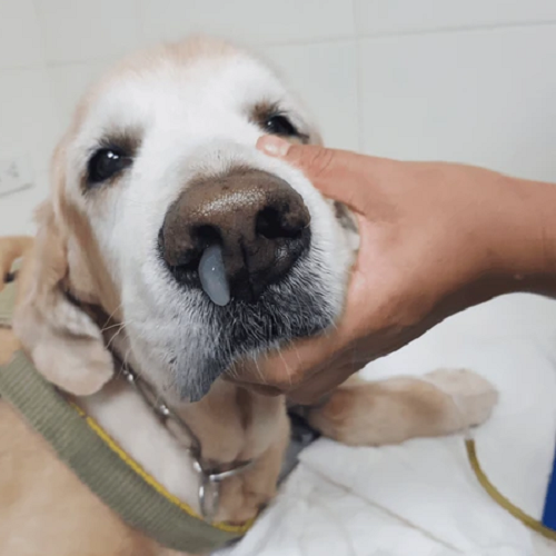 Chó Golden Retriever hoặc Labrador Retriever có dịch chảy ra từ mũi, dấu hiệu bệnh Care.
