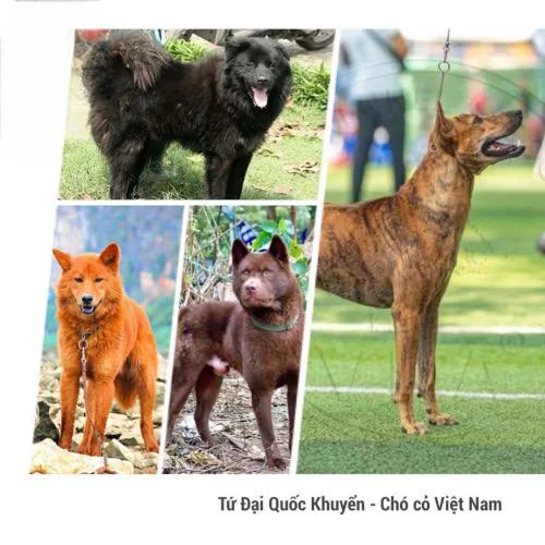 Tứ Đại Quốc Khuyển Việt Nam: Chó H'Mông, Dingo, Bắc Hà, Phú Quốc