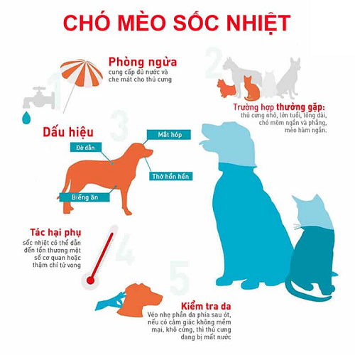 Infographic hướng dẫn phòng ngừa và nhận biết dấu hiệu sốc nhiệt ở chó mèo