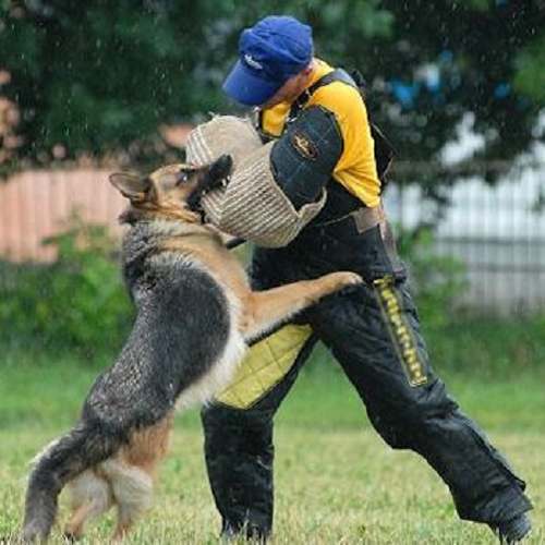 Chó Becgie Đức đang tấn công người huấn luyện mặc đồ bảo hộ.