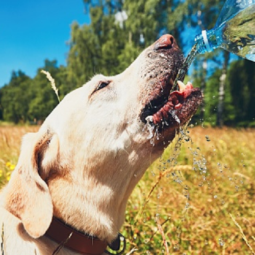 Chó Labrador uống nước từ chai trong ngày hè nắng nóng