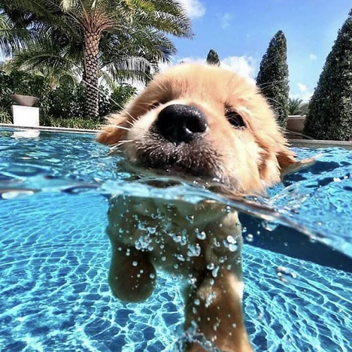 Chó Golden Retriever con bơi trong hồ nước mát dưới trời nắng