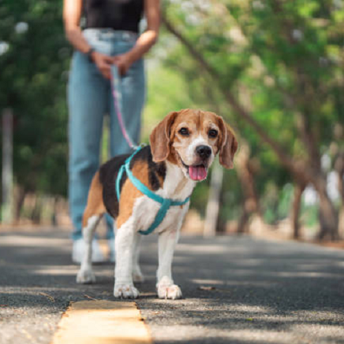 Chó Beagle được dắt đi vệ sinh đúng giờ mỗi ngày
