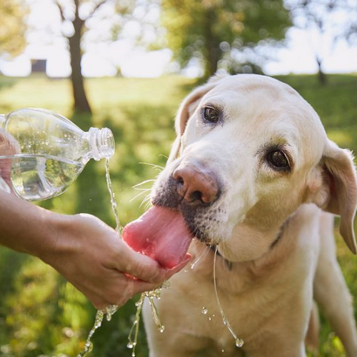 Chó Labrador uống nước từ tay chủ dưới trời nắng nóng