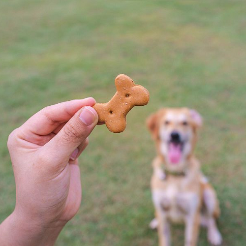 Thưởng bánh xương cho chó sau khi đi vệ sinh đúng chỗ