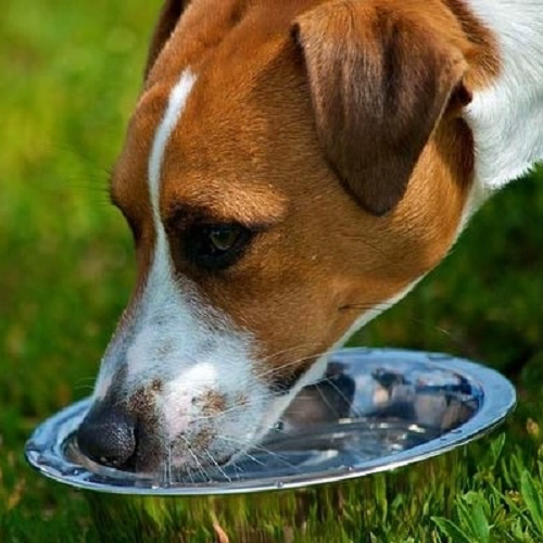 Dấu hiệu chó bị tiêu chảy nặng, phân lỏng có dịch nhầy và nôn mửa