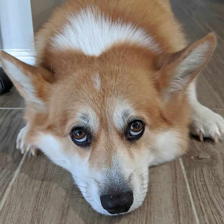 Chó Corgi nằm ủ rũ có biểu hiện thay đổi tập tính