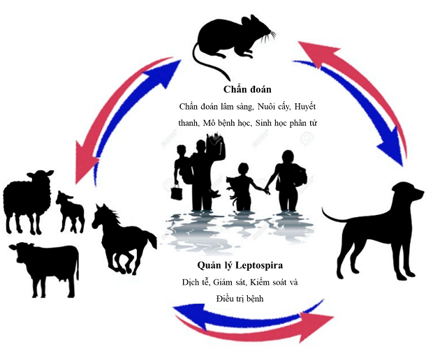 Chu trình lây nhiễm bệnh Leptospirosis từ chuột sang động vật và người, có chó.