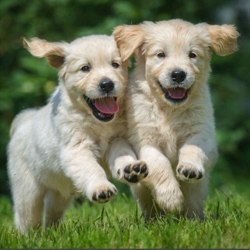 Hai chú chó Golden Retriever con đang vui vẻ chạy lại gần chủ
