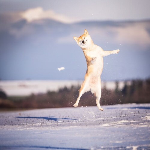 Chú chó Shiba Inu nhảy trên tuyết với biểu cảm vui nhộn và đáng yêu.