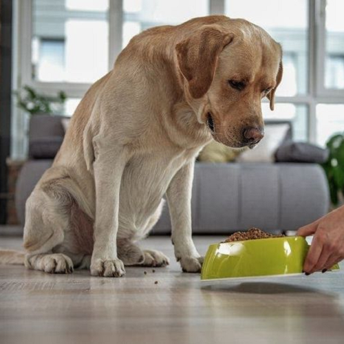 Chó Labrador đang ốm, từ chối ăn thức ăn trong tô nhựa xanh.