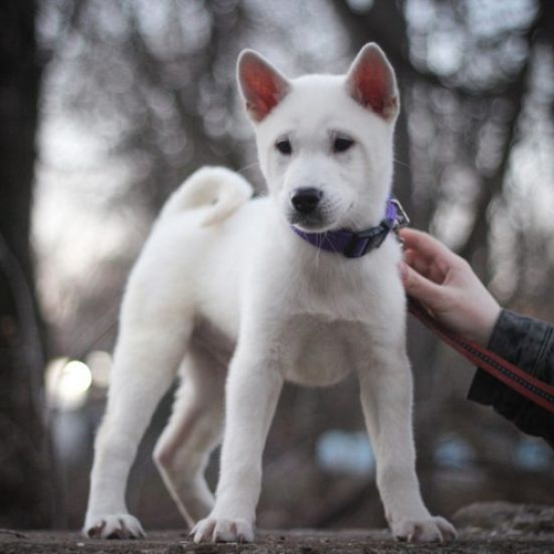 Chó Kishu Inu lông trắng tinh, tai dựng, dáng đứng cảnh giác, đeo vòng cổ tím.