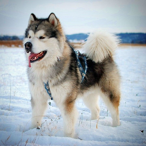 Chó Alaska trưởng thành đứng trên tuyết, vóc dáng to khỏe