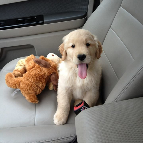 Chó con Golden Retriever ngồi trong ô tô cạnh thú nhồi bông