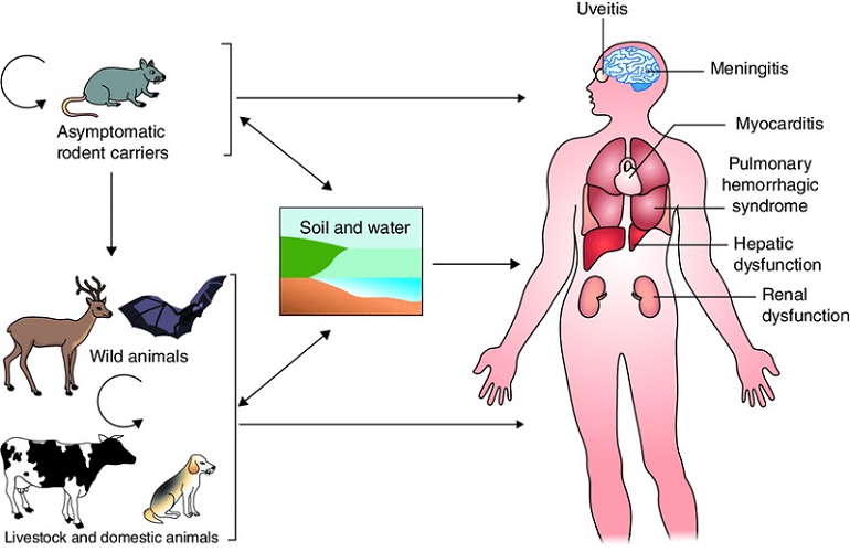 Chu trình lây nhiễm Leptospirosis từ động vật (chuột, động vật hoang dã, gia súc, chó) qua môi trường (đất và nước) sang người, gây ra các bệnh lý khác nhau.