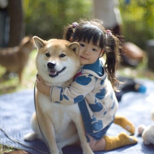 Bé gái ôm chó Shiba Inu trong khung cảnh ngoài trời.