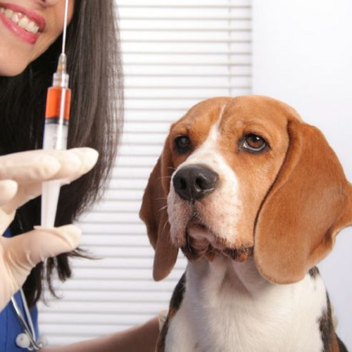 Chó Beagle chuẩn bị được tiêm phòng Leptospirosis bởi bác sĩ thú y.