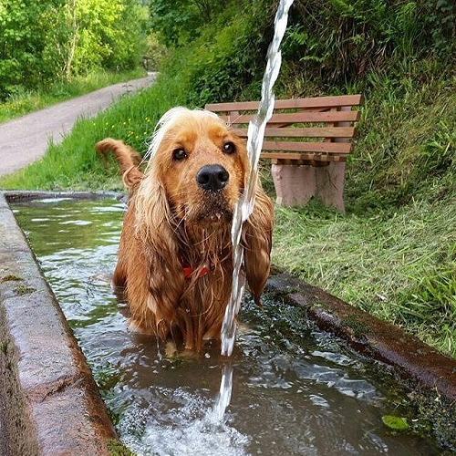 Chó Cocker Spaniel đang ngâm mình trong bồn nước mát ngoài trời để hạ nhiệt