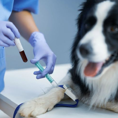 Chó Border Collie hoặc Australian Shepherd đang được bác sĩ thú y lấy máu xét nghiệm.