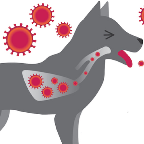 Hình minh họa chó bị viêm phổi với virus tấn công đường hô hấp và phổi.