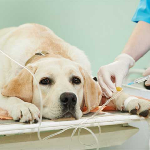 Chó Golden Retriever đang được truyền dịch, điều trị viêm phổi.