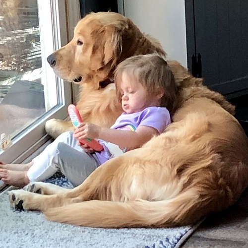 Golden Retriever đang ôm em bé bên cửa sổ
