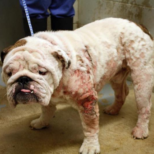 Chó Bulldog bị xà mâu toàn thân, lở loét và rụng lông nghiêm trọng