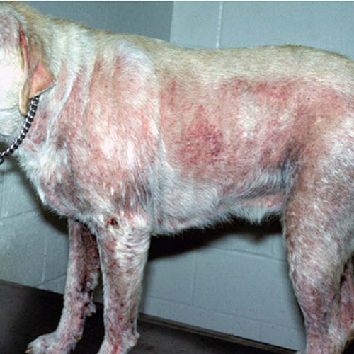 Chó Retriever hoặc Hound bị ghẻ Demodex nghiêm trọng với các vùng da tổn thương và rụng lông.