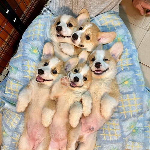 Đàn chó Corgi con đáng yêu sau khi sinh sản