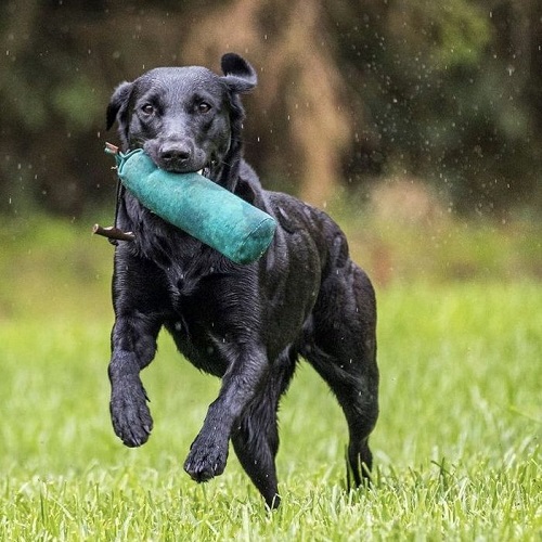Chó Labrador đen đang chạy huấn luyện với đồ chơi trên đồng cỏ