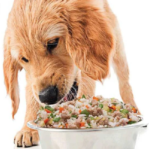 Chó con đang ăn cơm trộn thịt và rau củ tươi ngon.