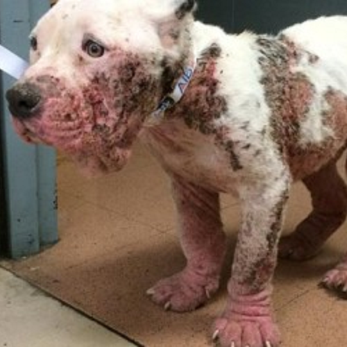Chó Pit Bull, Bully Kutta hoặc American Bulldog bị ghẻ Demodex dạng vảy nghiêm trọng với da đỏ, rụng lông và đóng vảy.